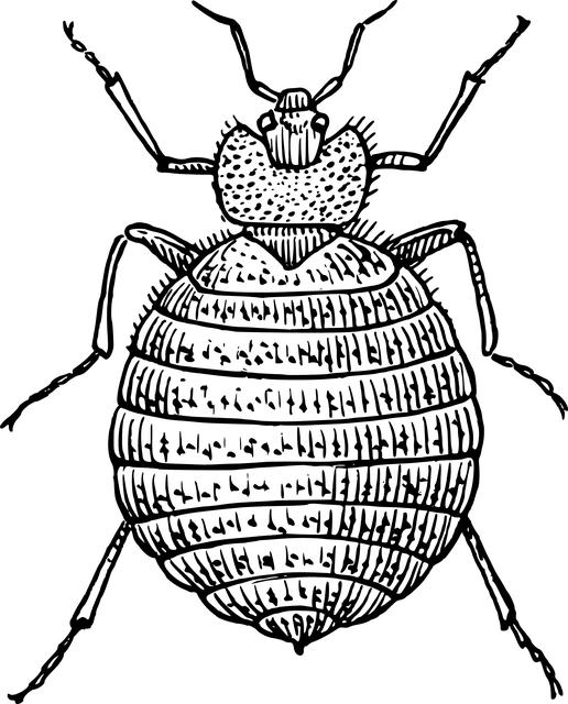 Bed bug pest control services in Bangladesh