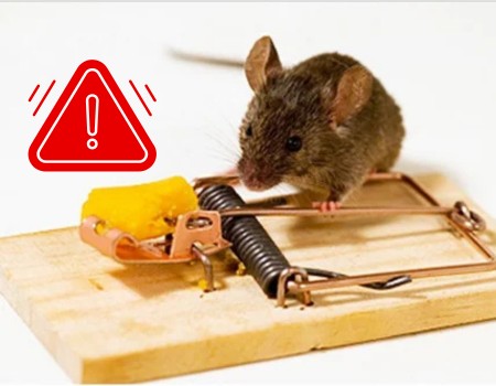 Emergency Rat Control Services​