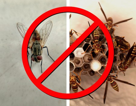 Flies, Wasps, and Other Pests​