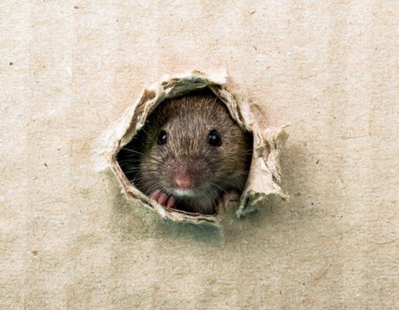 rat exclusion and sealing services