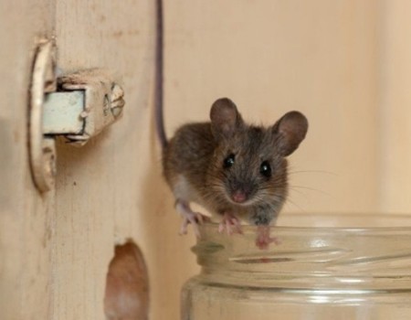 rat inspection and assessment