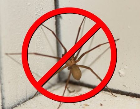 spiders​ pest control