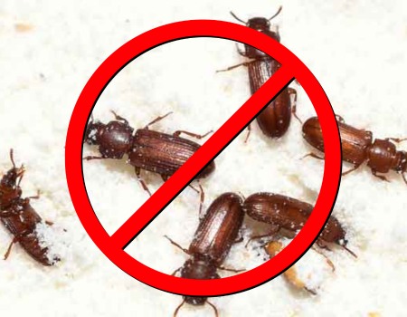 Stored Product Pests