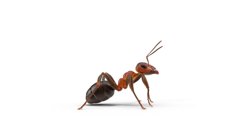 Ants