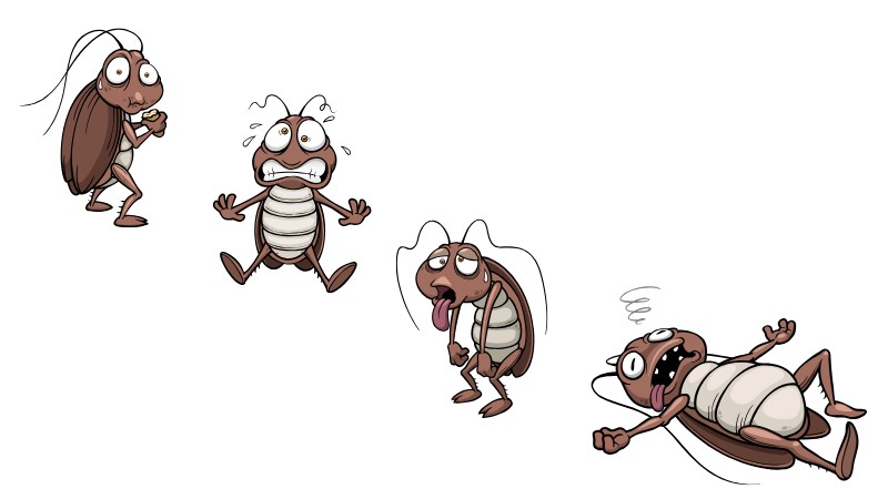 Cockroaches