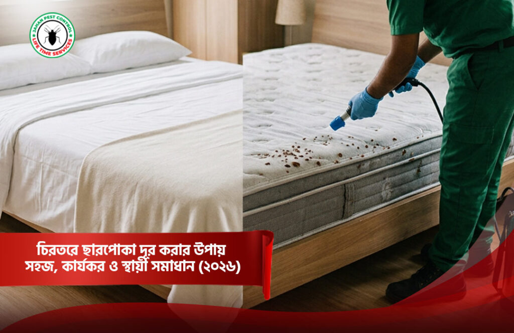 চিরতরে ছারপোকা দূর করার উপায়